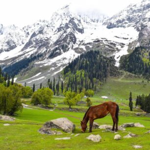 Jammu & Kashmir